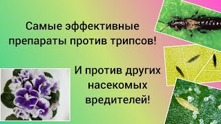 видео: Трипс на фиалках! картинка: Трипс на фиалках!