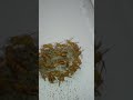 عش دبابير في سقف بيت