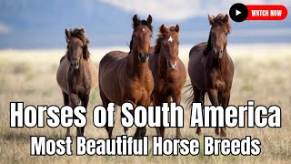 Horses of South America  Most Beautiful Horse Breeds In South America