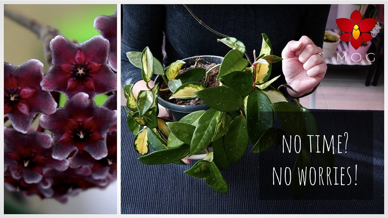 How to Grow Hoya Plants if you don't have time to water Basic