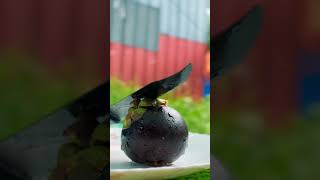 ഇതിന് ഇത്രേം 💁 മധുരം ഉണ്ടായിരുന്നോ 😳😲💯 #fruit #fruitrees #mangosteen #fruits #fruitcutting