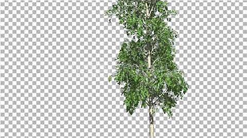 European Aspen Tree Green Swaying Branches Leaves | Motion Graphics - Envato elements