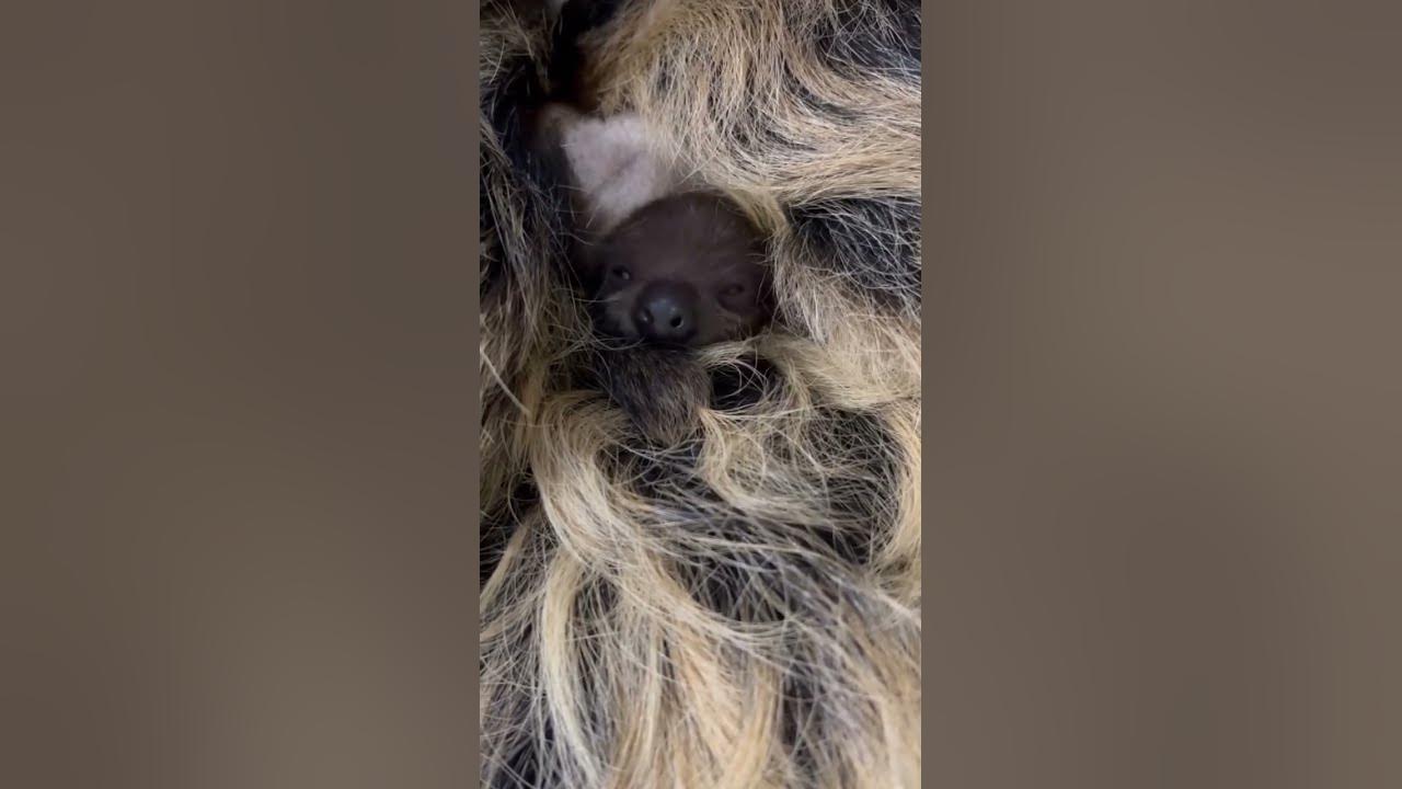 Cincinnati zoo s baby sloth juno youtube