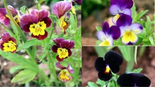 How to Grow Violas from Seed