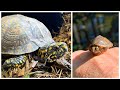 How to prepare your turtles for cold weather, and finding a baby turtle!!