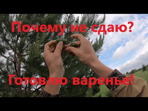 Объясняю почему не собираю шишки на сдачу и рассказываю как приготовить простейшее варенье из шишек