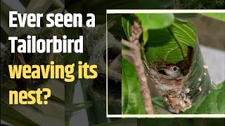 Viral Video : Tailorbird Diligently Weaves Its Nest  | tailorbird viral video | birds viral video