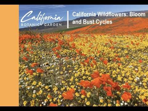 Wildflower Bloom and Bust Cycles with Maria Jesus