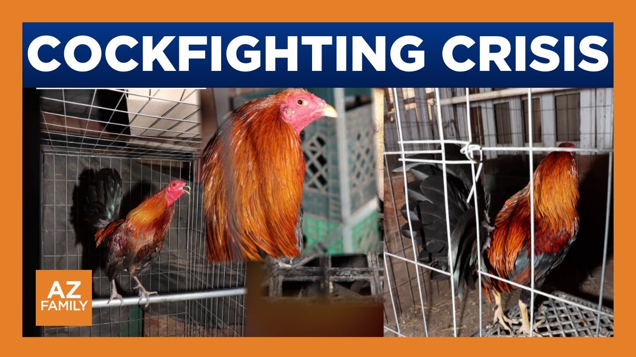 Arizona sees uptick in cockfighting despite decades-old ban