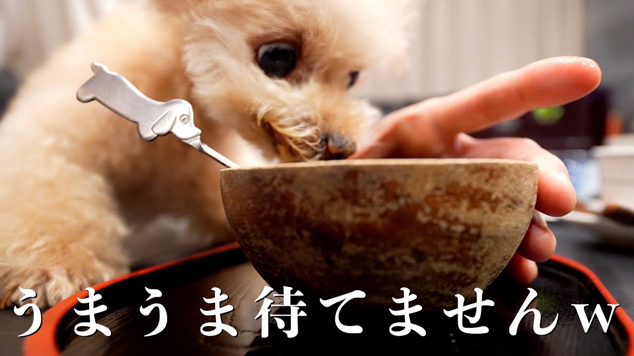 【11歳お誕生日旅行⑧】11歳、最初の夜ごはん【トイプードル】