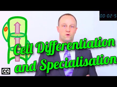 ⚡Cell Differentiation & Specialisation - GCSE IGCSE 9-1 Biology - Science - Succeed Lightning Video⚡