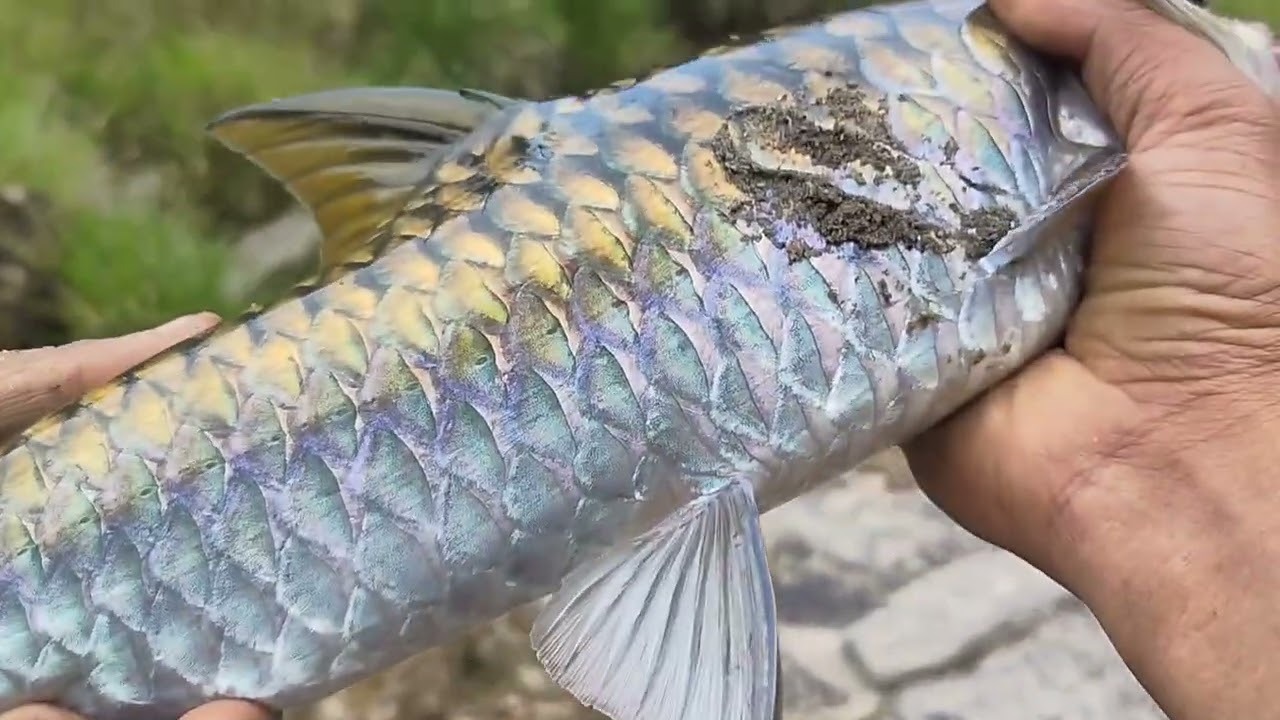 Angling in seyom river with spinner in kaying.🐟🎣