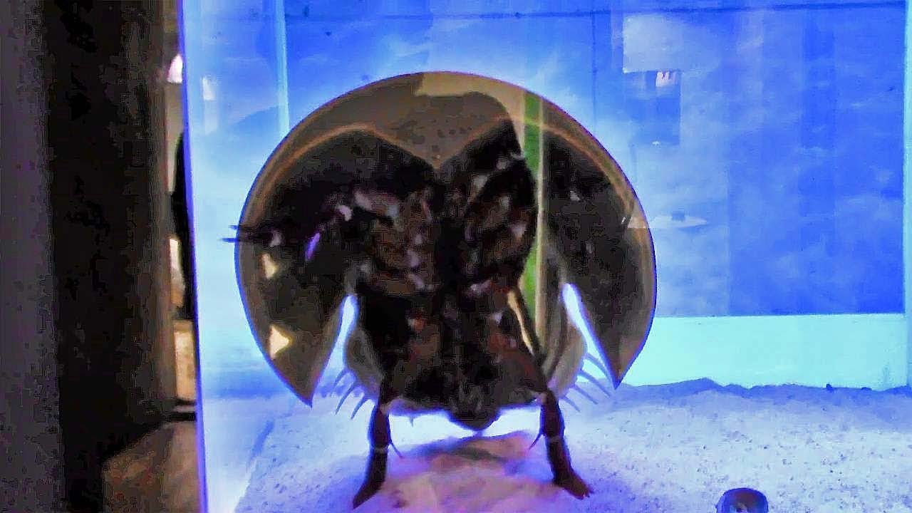 立ち上がるカブトガニ （足立区生物園）Tri-spine horseshoe crab