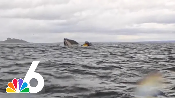 WATCH: Humpback whale briefly swallows kayaker in Chile