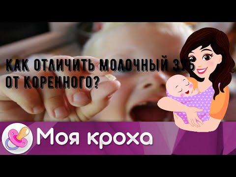 Как отличить молочный зуб от коренного?