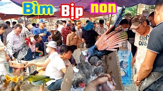 Độc lạ chợ phiên.Lần đầu thấy bán Bìm Bịp ngoài đời và rất nhiều con vật khác.