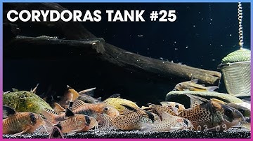 Tổng hợp các loại #Corydoras (Cá Chuột) #25