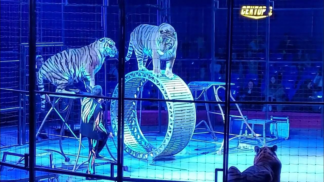 Цирк бенгальские тигры. Цирк Виват тигры. Тигр шоу. Заказать шоу с тигром. Цирк Виват ехали медведи лошадки.