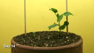 Snap Pea Time Lapse