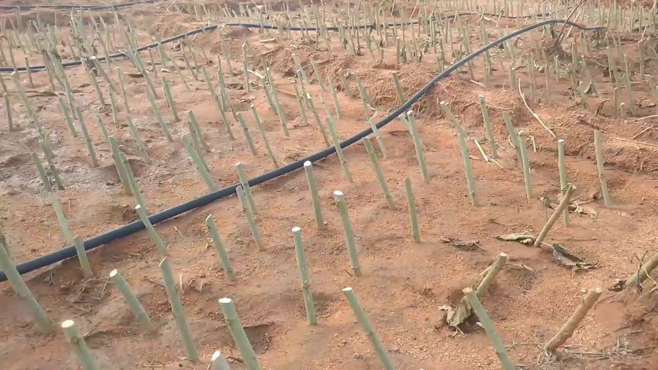 Mulberry Nursery Preparation Uses Ing And Watering 9886747007 You Mulberry Nursery Preparation Uses