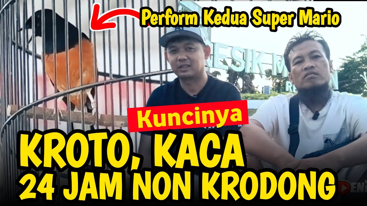 RAWATAN MURAI SUPER MARIO ‼️ NON KRODONG 24 JAM, KROTO & KACA