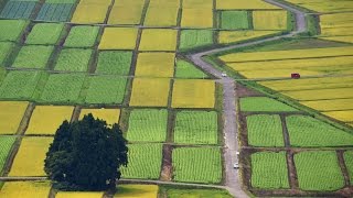 【4K】撮っておき！日本　小千谷の田んぼ