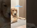 ぶふぉー！！！😤😤😤#大型犬 #ゴールデンレトリバー