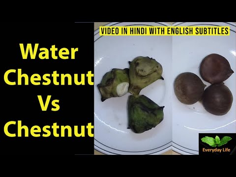 वीडियो: खाद्य शाहबलूत (28 तस्वीरें): बीज चेस्टनट को अखाद्य चेस्टनट से कैसे अलग करें? वृक्षारोपण। नोबल चेस्टनट कैसे खिलता है? बढ़ रही है