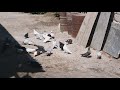 #BAKU #PIGEONS.  Молодой голубятник Исмаил в Баку! 1.09.19г