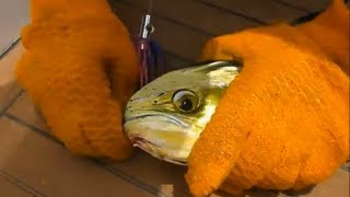 Fishing Adventures #81 - Dorado (Mahi) trolling in a Hong Kong Tournament