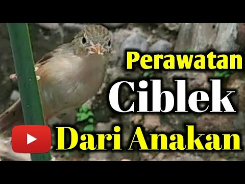 🔴 PERAWATAN CIBLEK DARI ANAKAN !!! 