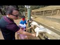 Alimentando os Animais | Fazenda Angolana | Ethan e Lolo #shorts