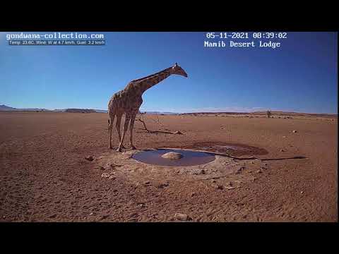 NamibiaCam: Giraffe visiting the waterhole 5 November 2021