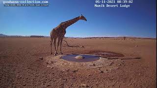 NamibiaCam: Giraffe visiting the waterhole 5 November 2021