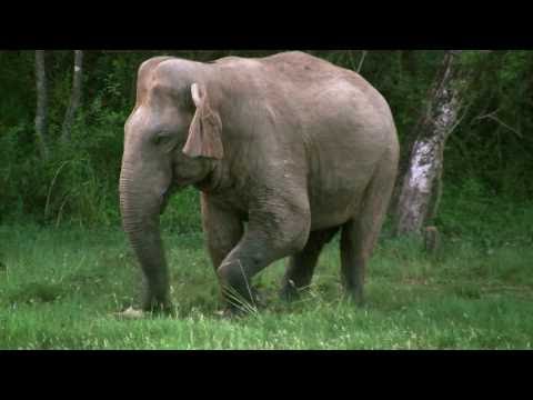 Wild Elephants in Giritale, SRI LANKA .....By KUMAR