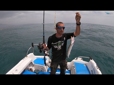 Lucci di mare, Barracuda Europeo – Pesca a traina con il vivo