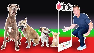 Tinder in Real Life..but for DOGS!
