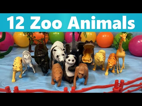 Zoo Animals Names | Rhino Panda Hippo Tiger Lion Gorilla Zebra Elephant Giraffe Bears