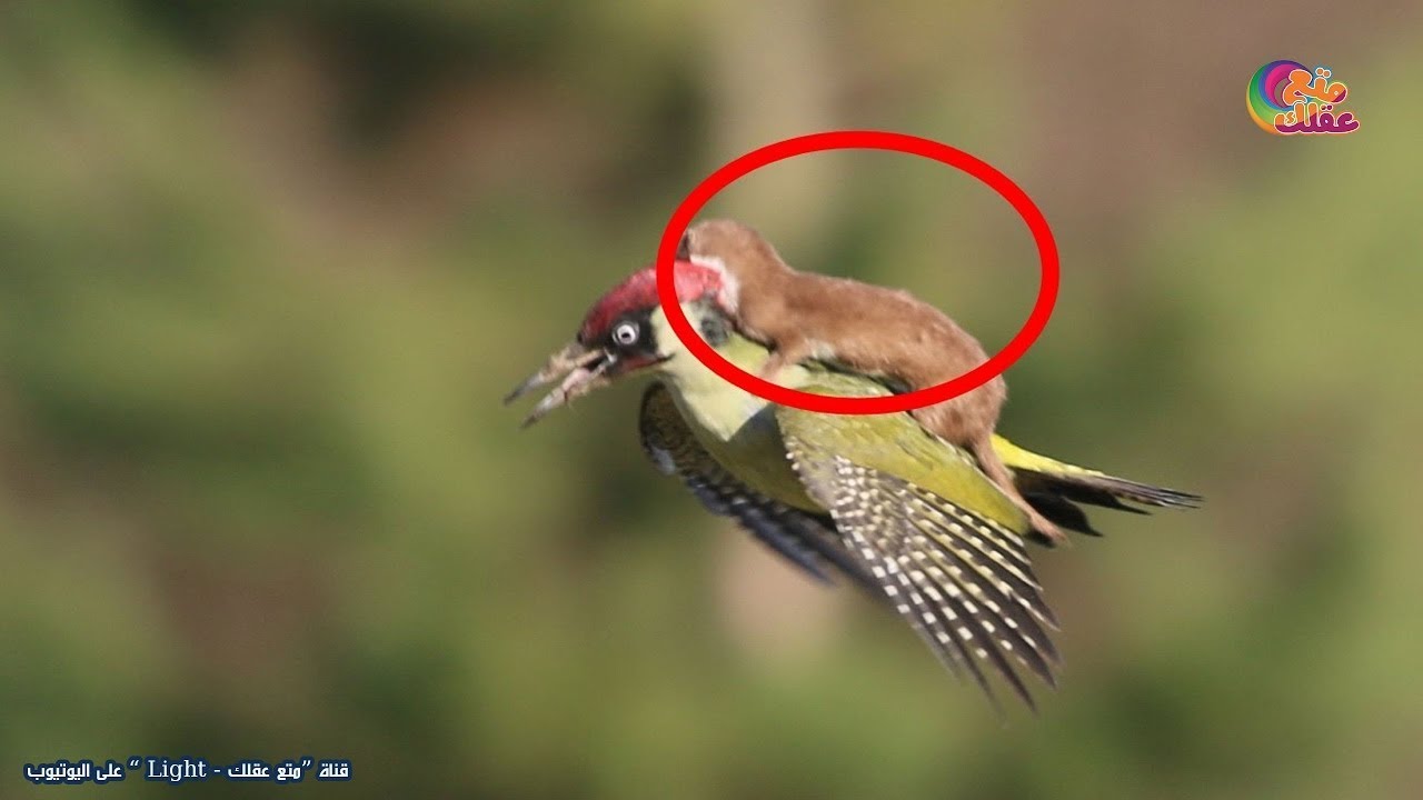 Des animaux courageux ont sauvé d'autres animaux dans des situations héroïquesnull