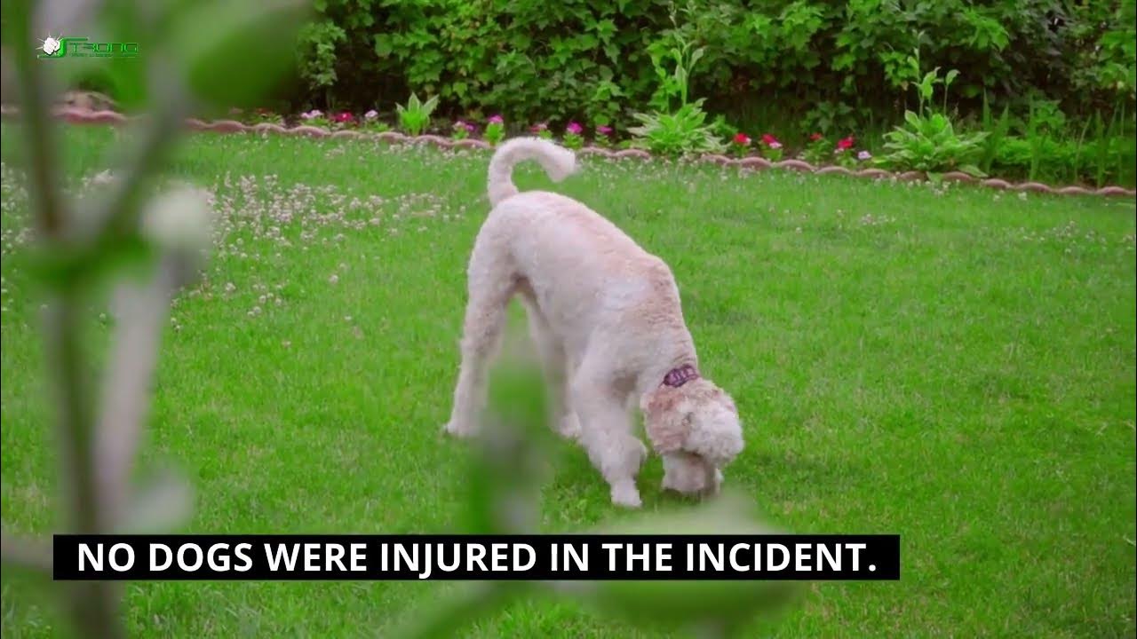 Stay Dry Go Green San Jose CA Dry Organic Carpet Cleaning Service