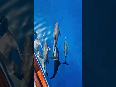 يوم في الجونه 