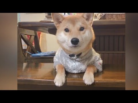 柴犬 可愛い声出しながら撫でてアピールをする Youtube 柴犬 可愛い声出しながら撫でてアピールをする Youtube