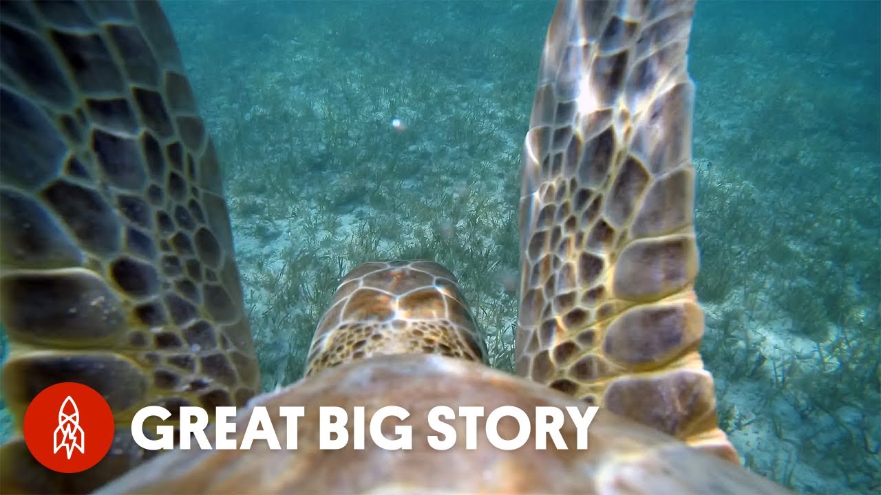 Plastic straw removed from turtle's nose by marine biologists in  heartbreaking video