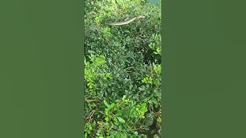 Bé cưng nằm sưởi nắng. #itp #itpclub #ichimoku #ssi #huythinhitp #chứngkhoán #chungkhoan #dautu