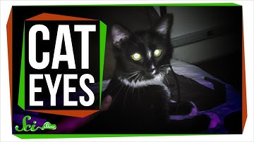 Why Do Cat Eyes Glow in the Dark?