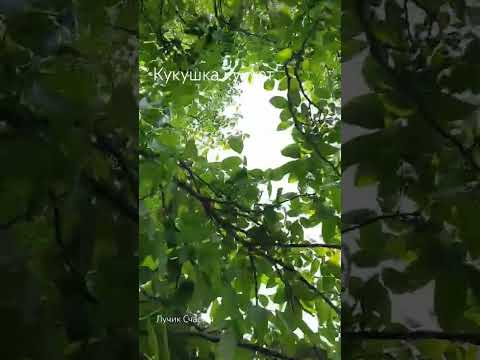 Кукушка кукует после дождя.Звуки природы. #лучиксчастья #кукушка #звукиприроды
