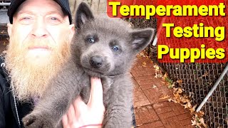 Temperament Testing 6 Week Old Puppies - How I do it - Lycan Shepherd Project