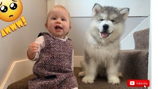 Baby And Puppy Learn To Climb Stairs Together! (CUTEST EVER!!)