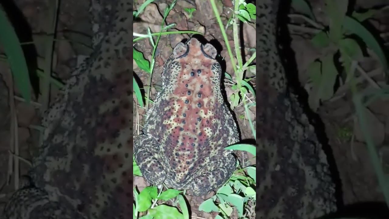 #🌎earth discoveries.[ Asian common brown frog 🐸]