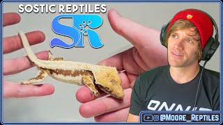 Sostic Reptiles On Leaving Crested Geckos, Tips For Beginners, & More!
